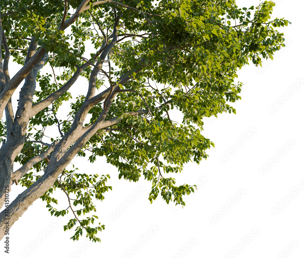 Obraz premium Swida walteri tree, corner view, cutout, transparent background, isolate, good for architecture visualization, Green Tree Branch with Leaves, Natural Foliage, Botanical Illustration, Plant Life