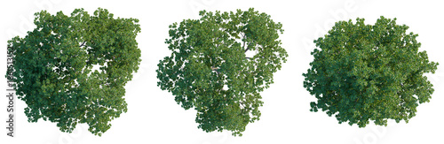 Billede på lærred Quercus ilex tree plan, top view, cutout, isolate, good for architecture visuali