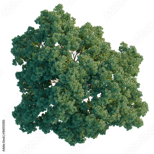 Photos Quercus petraea tree plan, top view, cutout, isolate, good for architecture visu