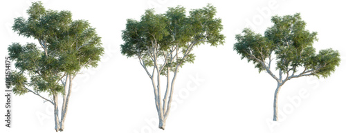 Fotografie Corymbia aparrerinja tree, front view, cutout, isolate, Elevation good for archi