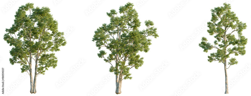Obraz premium Eucalyptus globulus tree, front view, cutout, isolate, Elevation good for architecture visualization, Three green trees with light trunks on transparent background