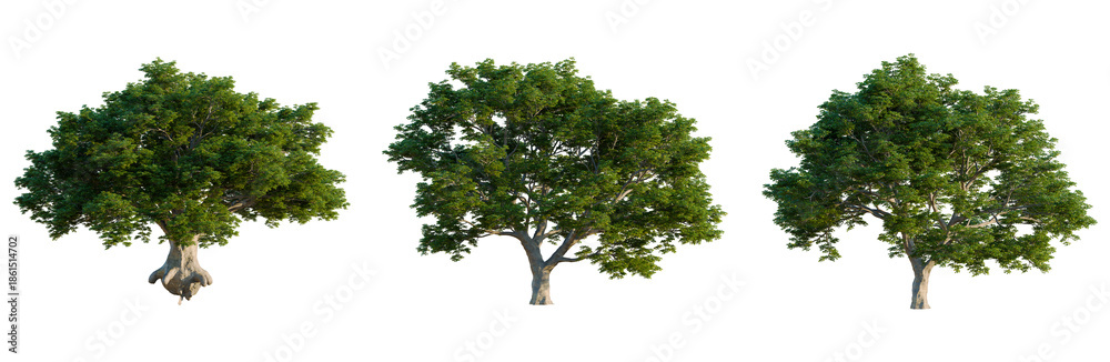 Obraz premium Quercus petraea tree, front view, cutout, isolate, Elevation good for architecture visualization, Set of three green trees on transparent background for design
