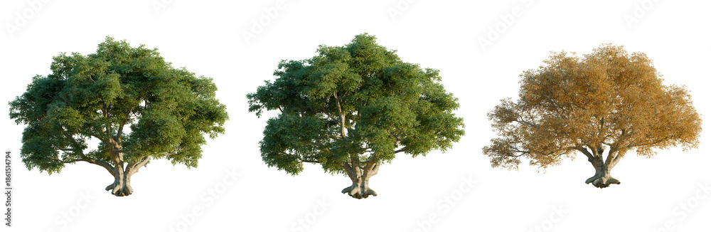 Fototapeta premium Quercus suber tree, front view, cutout, isolate, Elevation good for architecture visualization, Three trees showcasing seasonal change with lush green and vibrant yellow leaves