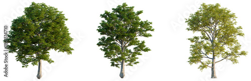 Εκτύπωση καμβά Quercus petraea tree, front view, cutout, isolate, Elevation good for architectu