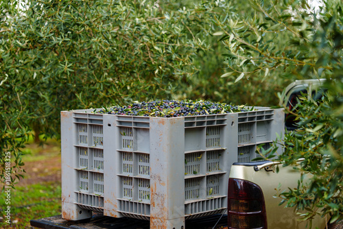 Freshly harvested kalamon olives in blue plastic crate at olive mill