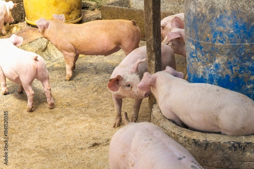 Wallpaper Mural Young pink pig standing in a rustic farm pen with natural daylight Torontodigital.ca