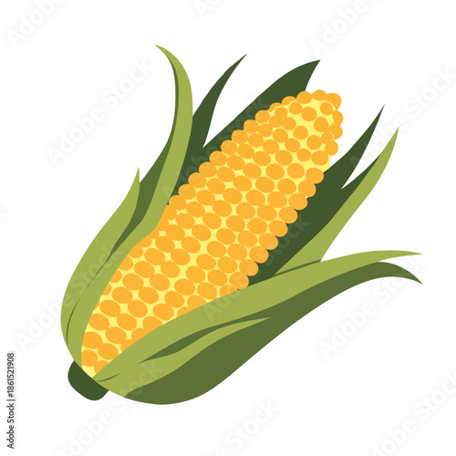 Single ear of corn isolated on white background, Vector