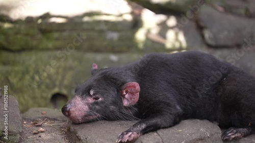 Tasmanian Devil (Sarcophilus harrisii) resting during a hot spring day, he will hunt or scavenge at night. Slow motion, 25 percent natural speed.