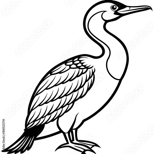 Flying Cormorant Illustration