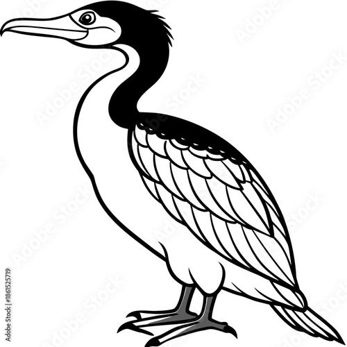 Flying Cormorant Illustration