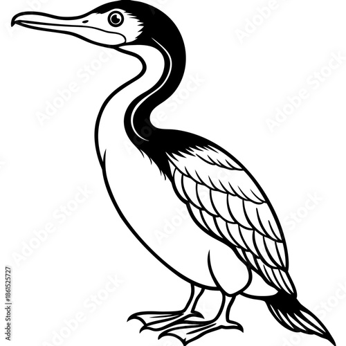 Flying Cormorant Illustration