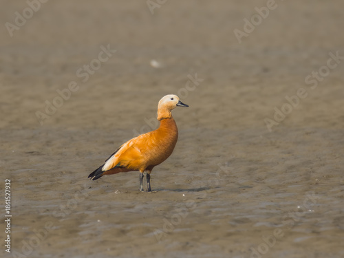 red Ruddy Shelduck on river bank