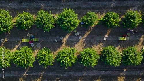 Aerial view of workers harvesting fruit inside a citrus orchard, with crates filled with fresh produce arranged across the fields. 