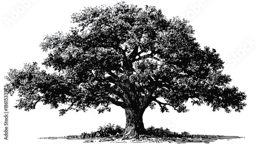 Oak Tree Vector Drawing with Inspirational Quote - Nature Artwork for Design Projects