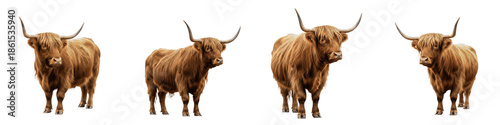 highland cow, scottish cattle, long haired bull, brown farm animal, livestock, horned ox, agriculture, nature, scottish highlands, isolated on white background, png