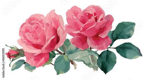 Elegant Watercolor Pink Roses Vector Illustration with Outline Isolation