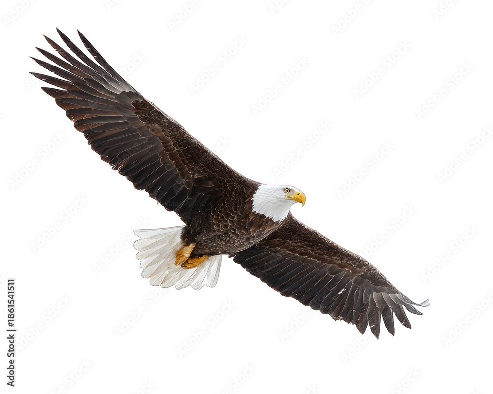 Fototapeta premium American Bald Eagle Flying | National Bird of the USA
