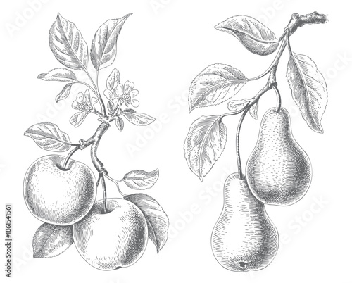 Antique fruit tree illustration with apples and pears in classic line art.