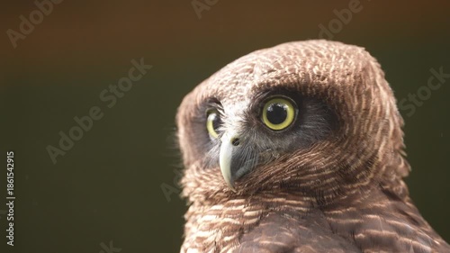 Rufous Owl (Ninox rufa) or rufous boobook in Queensland, Australia. An uncommon owl, feathers are poofed out as he looks for prey. slow motion, 25 percent natural speed.