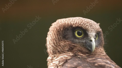 Rufous Owl (Ninox rufa) or rufous boobook in Queensland, Australia. looking for prey during a light spring rain. slow motion, 25 percent natural speed.