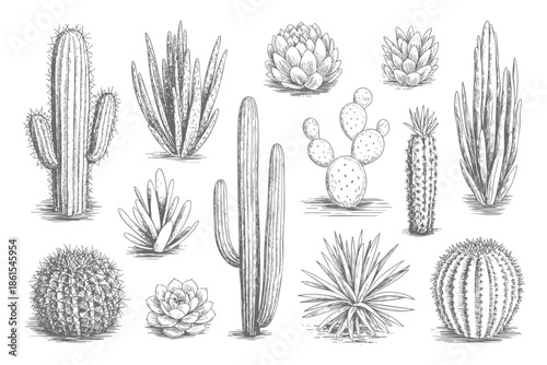 Retro botanical cactus varieties illustrated in vintage hand drawn style.