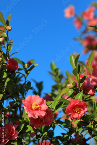 日本の冬に咲いたサザンカ