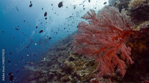 Wallpaper Mural Underwater shot of SCUBA Divers and bright red Sea Fan with thousands of tropical fish on coral reef Torontodigital.ca