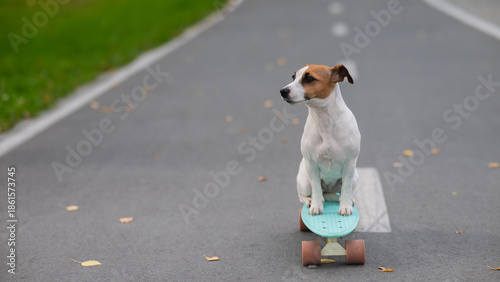 A Jack Russell Terrier rides a penny board in an autumn park.