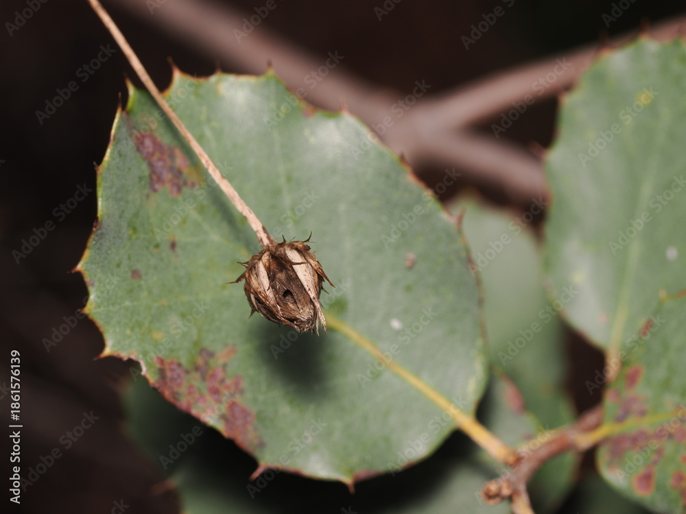Ταπετσαρία ​Se observa el cáliz seco y persistente de una flor, posiblemente de una planta herbácea, suspendido frente a una hoja de acebo (Ilex aquifolium) que presenta manchas necróticas circulares