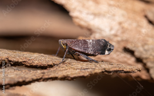 Photos Planthopper	on the bark
