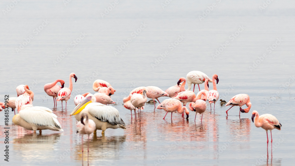 Obraz premium Large flock of Lesser Pink Flamingos reflecting and feeding in Lake Nakuru Kenya KEN