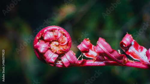 close up of a red flower