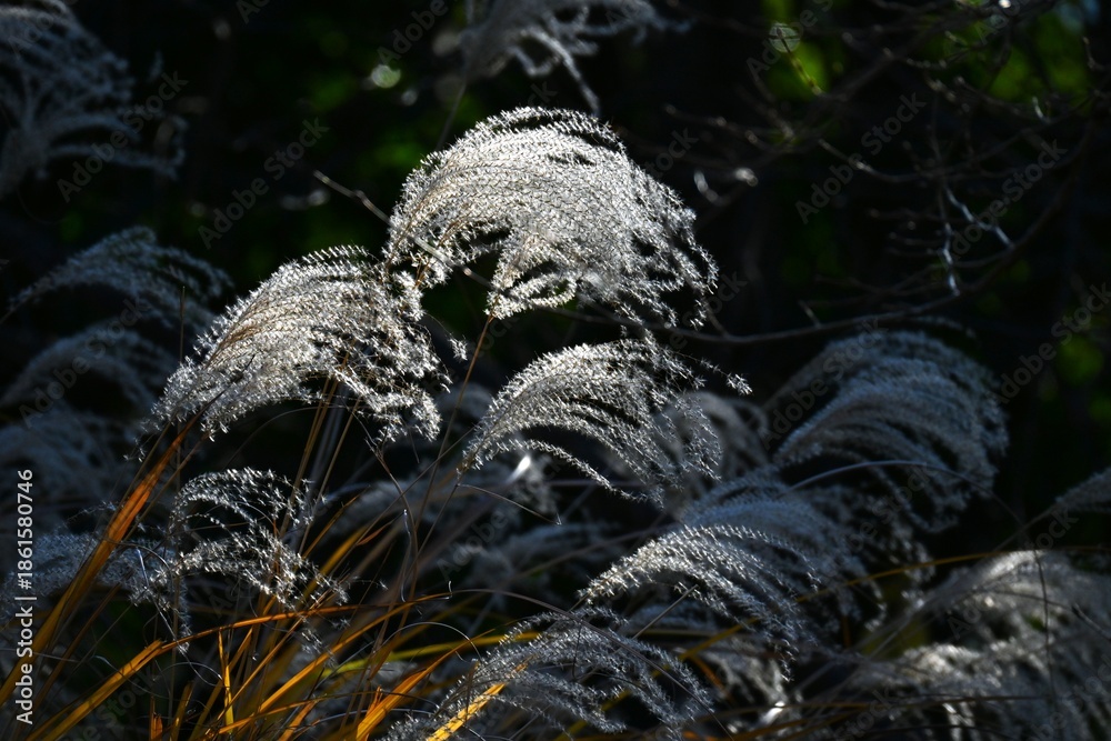 Fototapeta premium Japanese pampas grass spikes shining in the winter light. Japanese pampas grass is a perennial plant of the Poaceae family native to East Asia.