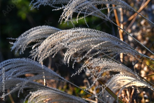Japanese pampas grass spikes shining in the winter light. Japanese pampas grass is a perennial plant of the Poaceae family native to East Asia.