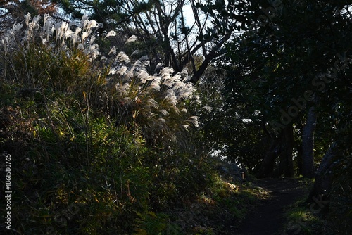 Japanese pampas grass spikes shining in the winter light. Japanese pampas grass is a perennial plant of the Poaceae family native to East Asia.