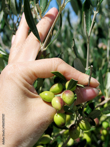 a hand holding green olives growing on a tree