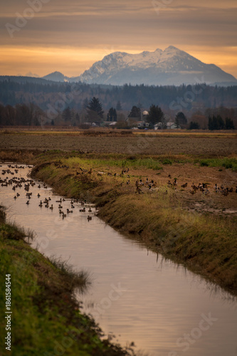 Ducks in an irrigation ditch at sunrise in the Skagit Wildlife Area - Fir Island Farm Unit. A Game Reserve with over 200 acres of restored intertidal estuary and managed agricultural land.