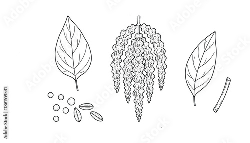 Hand drawn drawing of amaranth plant with seeds leaves and inflorescence in sketch style