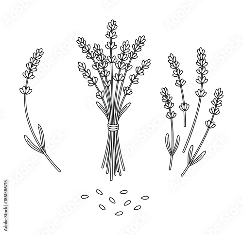Lavender illustration vector set with bouquet bunch and seeds for cosmetics