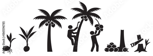 Coconut tree life cycle from seed to harvest and deforestation.