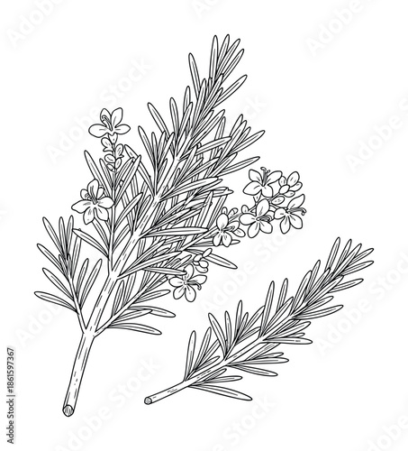 Rosemary herb outline twig with leaves for culinary spice on transparent backdrop
