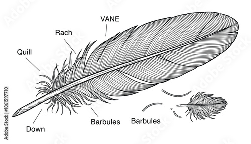 Sketch of feather with vanes, rachis, quill, barbules, and down for education design concept