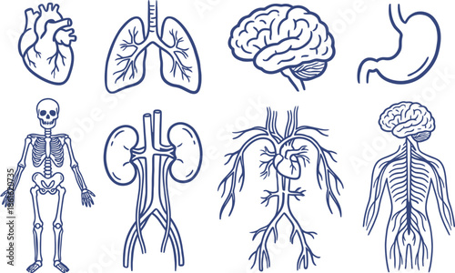 Collection of Stylized Human Anatomy in Blue Outline