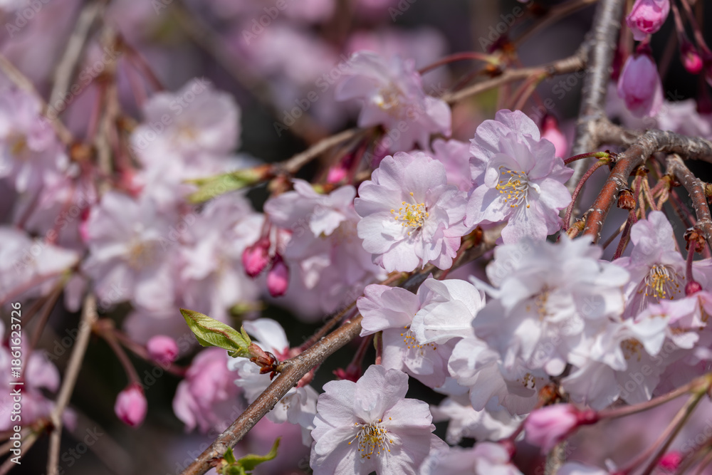 Obraz premium 満開の桜の花