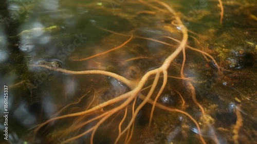 Plant Roots Underwater Close Up Detail