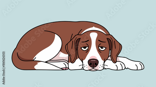 Brown and white hound resting with head on paws on light blue background