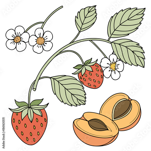 Spring Fruits Outline Set Including Strawberry and Apricot