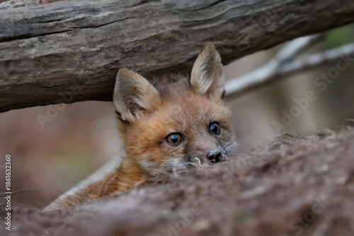 Young Red Fox Kit Peeking From Forest Den (Vulpes vulpes)