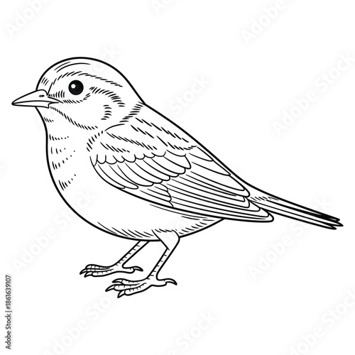 Small songbird perched on ground illustration for nature concept