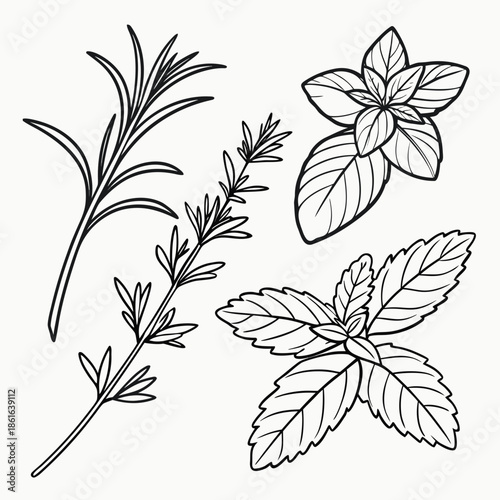 Illustrations of various herbs